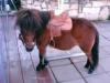 CrazyPoni