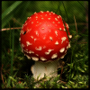 Mushroomer