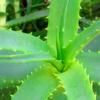 bolshoe_aloe