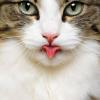 KissOfWitch