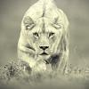 exquiter