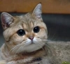 ReinekeFuchs