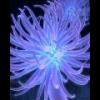 Blast